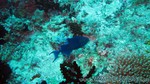 Reethi2011-0464.jpg