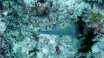 Reethi2011-0466.jpg