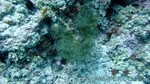 Reethi2011-0472.jpg