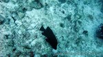 Reethi2011-0474.jpg