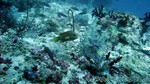 Reethi2011-0479.jpg