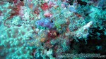 Reethi2011-0482.jpg