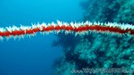 Reethi2011-0483.jpg