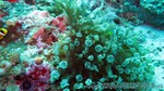 Reethi2011-0485.jpg