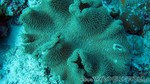 Reethi2011-0486.jpg