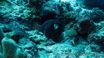 Reethi2011-0487.jpg
