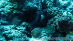 Reethi2011-0488.jpg