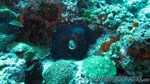 Reethi2011-0490.jpg