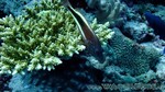 Reethi2011-0491.jpg