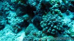 Reethi2011-0492.jpg