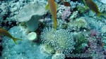 Reethi2011-0493.jpg