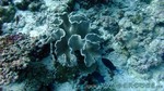Reethi2011-0498.jpg