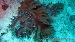 Reethi2011-0500.jpg