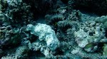Reethi2011-0502.jpg