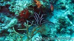 Reethi2011-0503.jpg