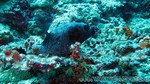 Reethi2011-0504.jpg
