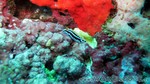 Reethi2011-0508.jpg