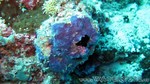 Reethi2011-0510.jpg