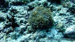 Reethi2011-0516.jpg