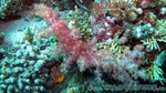 Reethi2011-0517.jpg