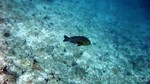 Reethi2011-0523.jpg