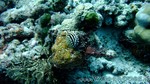 Reethi2011-0533.jpg