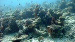 Reethi2011-0537.jpg