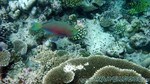 Reethi2011-0597.jpg