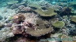 Reethi2011-0598.jpg
