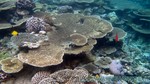 Reethi2011-0599.jpg