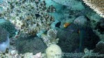 Reethi2011-0602.jpg