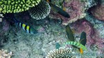 Reethi2011-0603.jpg