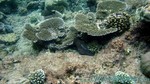 Reethi2011-0605.jpg