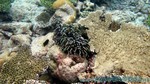 Reethi2011-0607.jpg