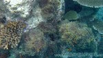 Reethi2011-0611.jpg