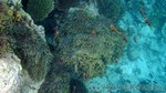 Reethi2011-0613.jpg