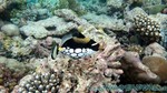 Reethi2011-0614.jpg
