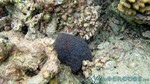 Reethi2011-0618.jpg