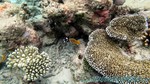 Reethi2011-0619.jpg
