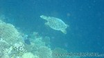 Reethi2011-0623.jpg
