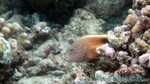 Reethi2011-0625.jpg