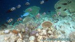 Reethi2011-0626.jpg