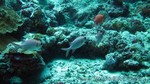 Reethi2011-0650.jpg
