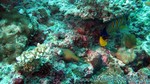 Reethi2011-0659.jpg