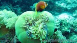 Reethi2011-0662.jpg
