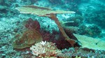 Reethi2011-0663.jpg