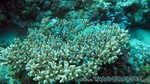 Reethi2011-0667.jpg