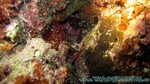 Reethi2011-0699.jpg