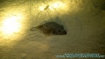Reethi2011-0707.jpg