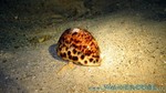 Reethi2011-0712.jpg